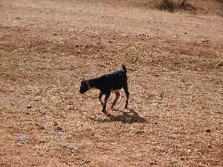 Goat going home