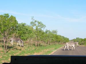 zebra crossing