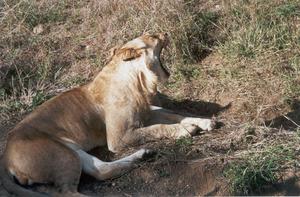 lions relaxing